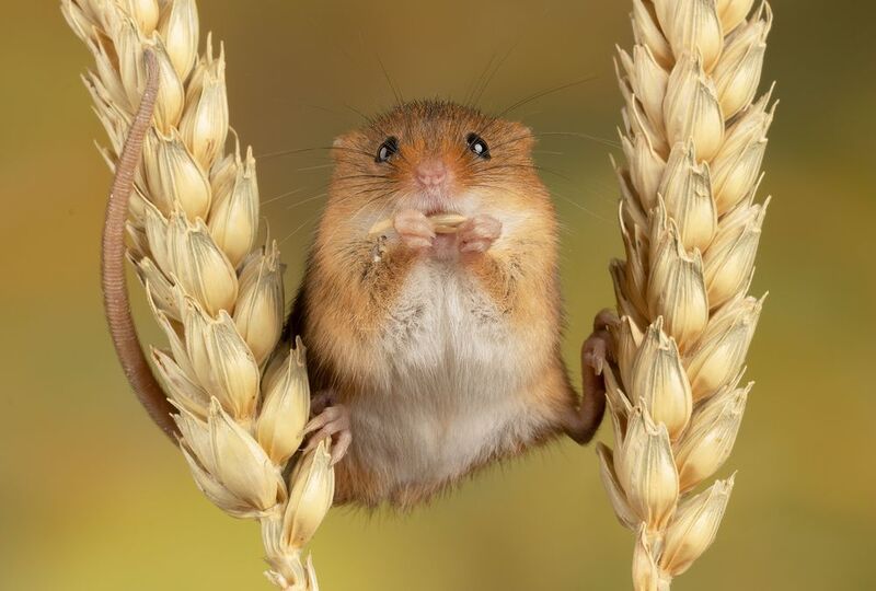 Harvest Mouse