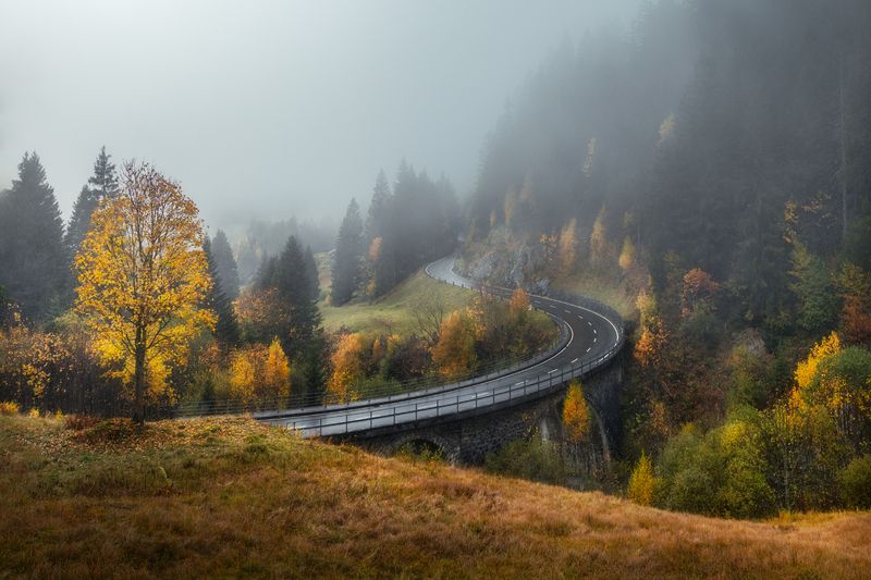 foggy,autumn.