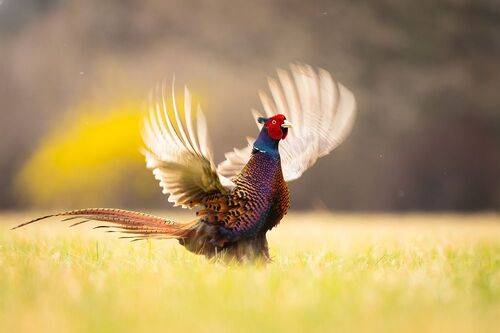 Pheasant