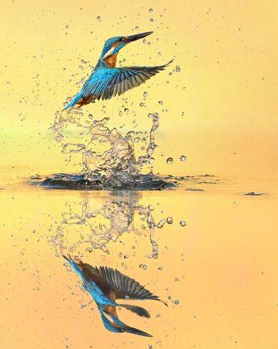 Diving