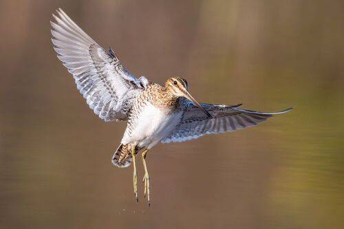 Бекас, или барашек (устар.) — Gallinago gallinago.