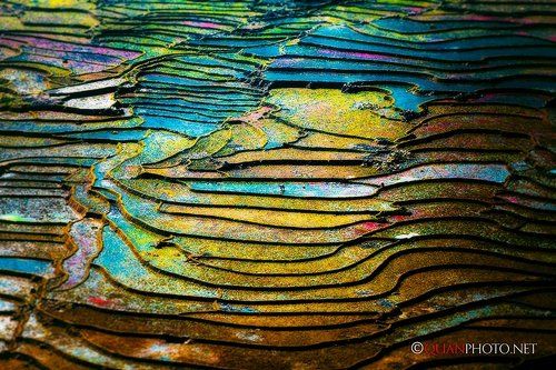 The color of flooded rice terraces