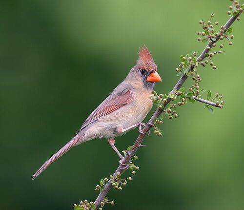 Female, Northern Cardinal - cамка.Красный кардинал