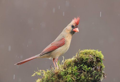 Красный кардинал (cамка) - Northern Cardinal (female)