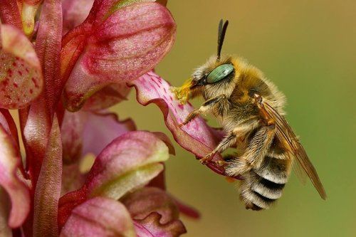 Pollenator