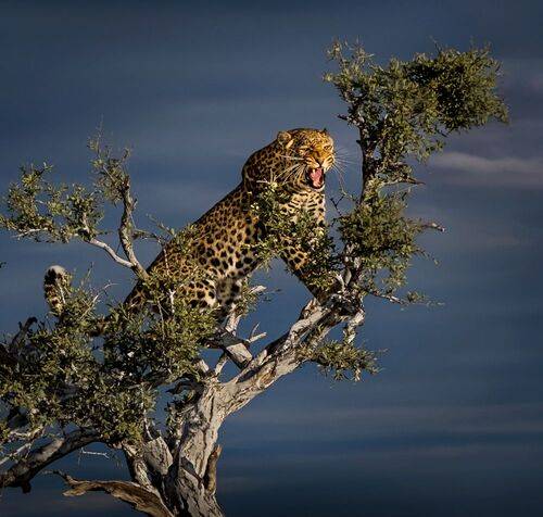 Spirit of Africa