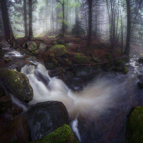Spring in the forest