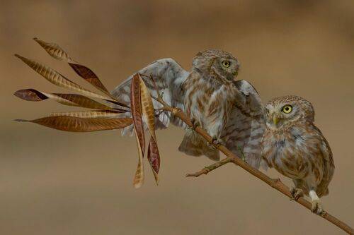 Little owls 