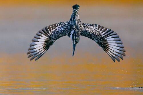 Pied kingfish 