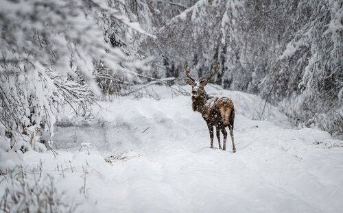Wild life photography