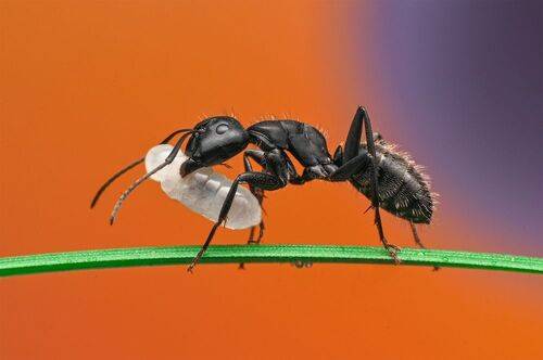Ant