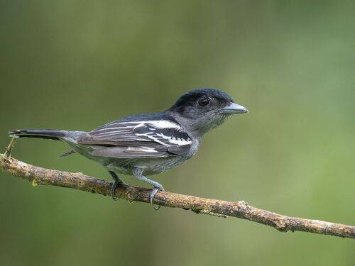 White-winged Becard
