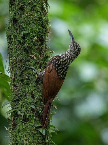 Black-striped Woodcreeper
