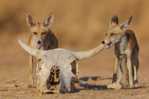 Fox family 