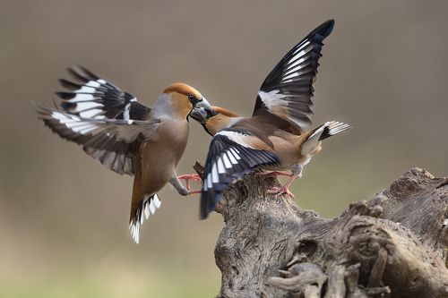 Обыкновенный дубонос / Hawfinches