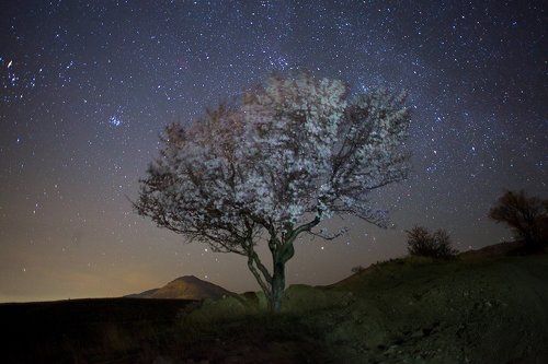 Цветущий миндаль под звездным небом Крыма.