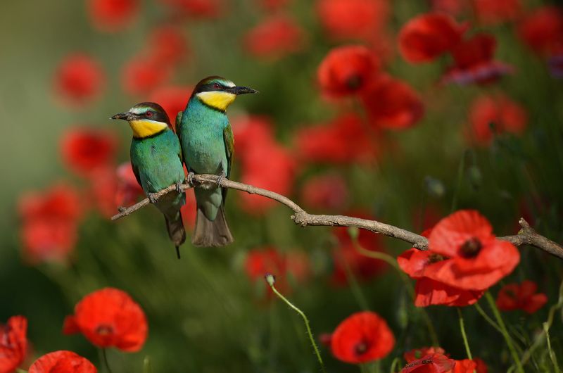 Bee-eater, Wildlife, Wildlife photography, Щурка Щуркиphoto preview