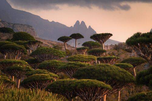 Socotra