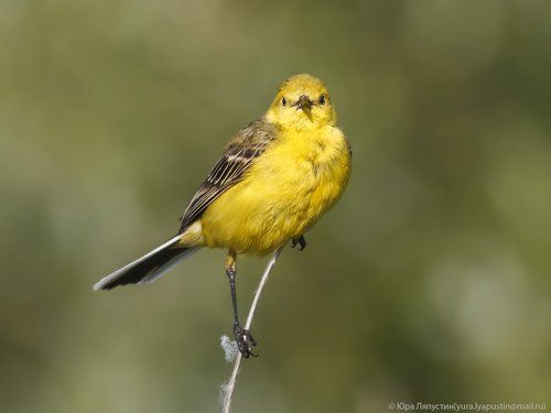 Yellow-backed Wagtail.