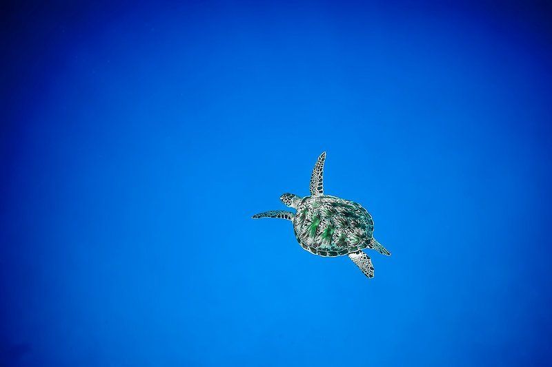 Turtle, Индийский океан, Мальдивы, Подводная съемка, Подводное фото, Тайланд, Цейлон, Черепаха Одинокий странникphoto preview
