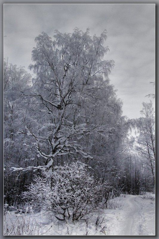 В морозном лесу...photo preview