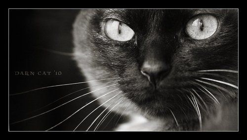 Darn Cat. Black Portrait