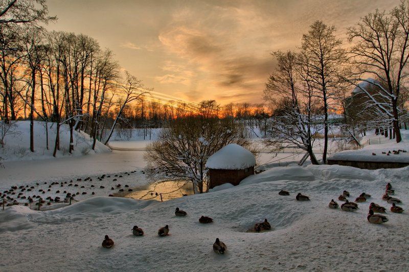 ораниенбаум,утки,зима У озера...photo preview
