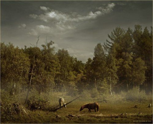 Лошади на болоте