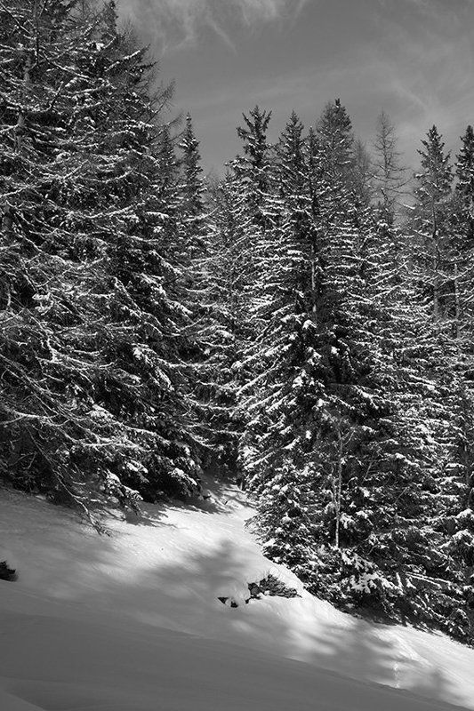 черное, белое, лес, снег ***photo preview