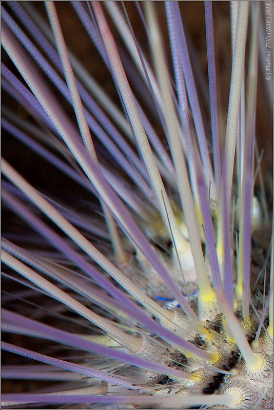 Морской ёж (Sea Urchins, Echinoidea)photo preview