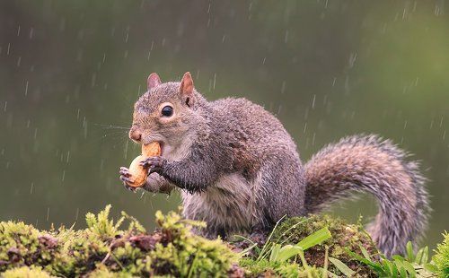Gray squirrel - Каролинская белка  и Лисья белка - Fox Squirrel