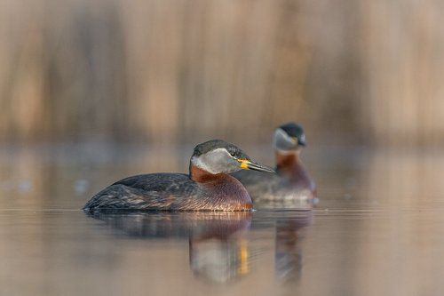 Red-necked Grebe