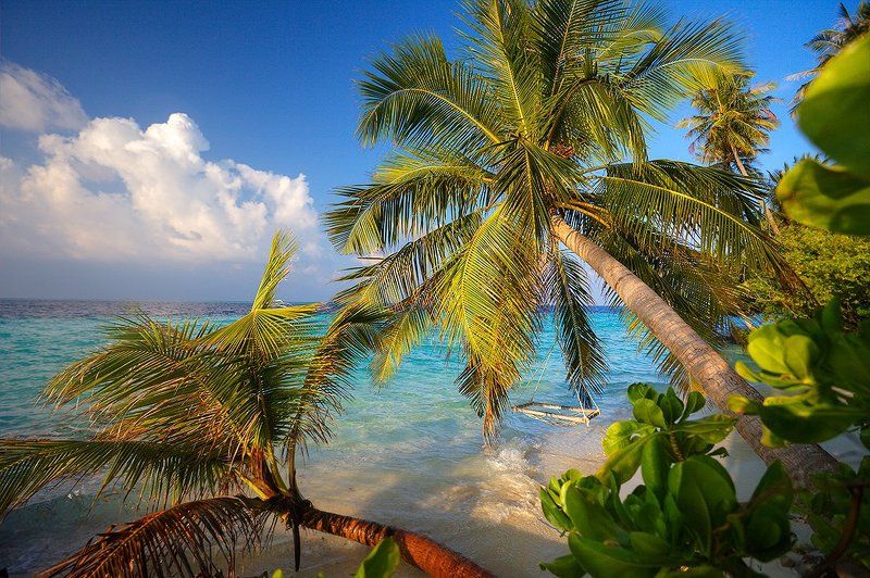 Индийский океан, Кокосы, Мальдивы, Пальмы, Цейлон, Шри-ланка Тропические зарисовкиphoto preview