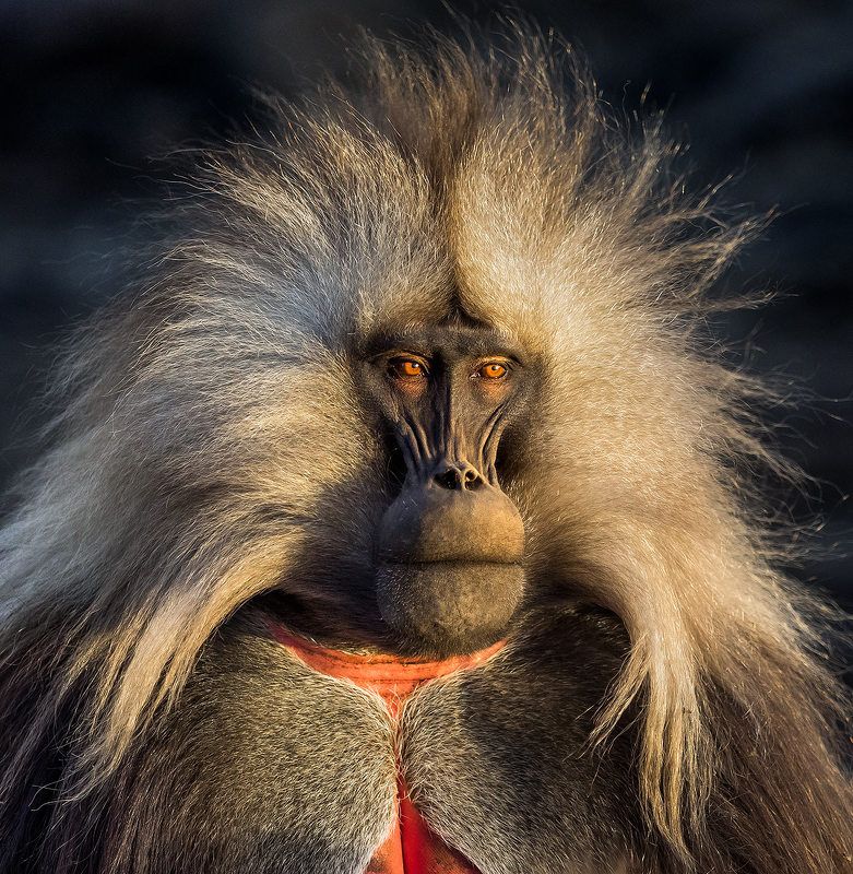 гелада бабун, симиенские горы, эфиопия И просто красавец мужчина!photo preview