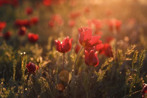 Цветение диких тюльпанов в степях Калмыкии