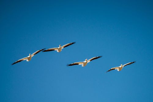 Пеликаны на севере