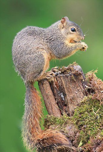 Лисья белка - Fox Squirrel