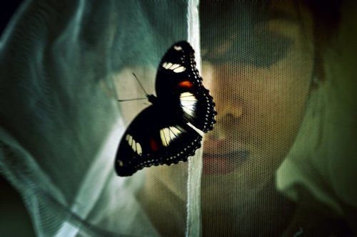wings of butterfly