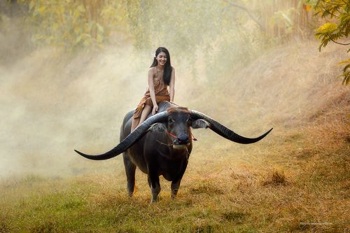 Handsome buffalo and Beuatiful Girl