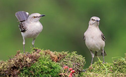 Многоголосый пересмешник - Northern Mockingbird  (Juvenile)