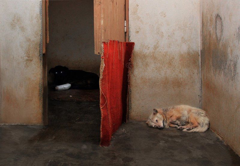 собаки, животные, приют Дом  разбитых сердецphoto preview