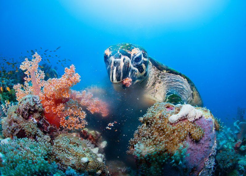 Судан, Красное море, подводное, черепаха, море, кораллы, обед, портрет, wildlife Обедphoto preview