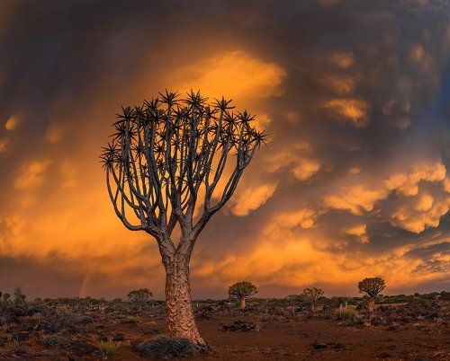 Алоевый Лес Юга Намибии
