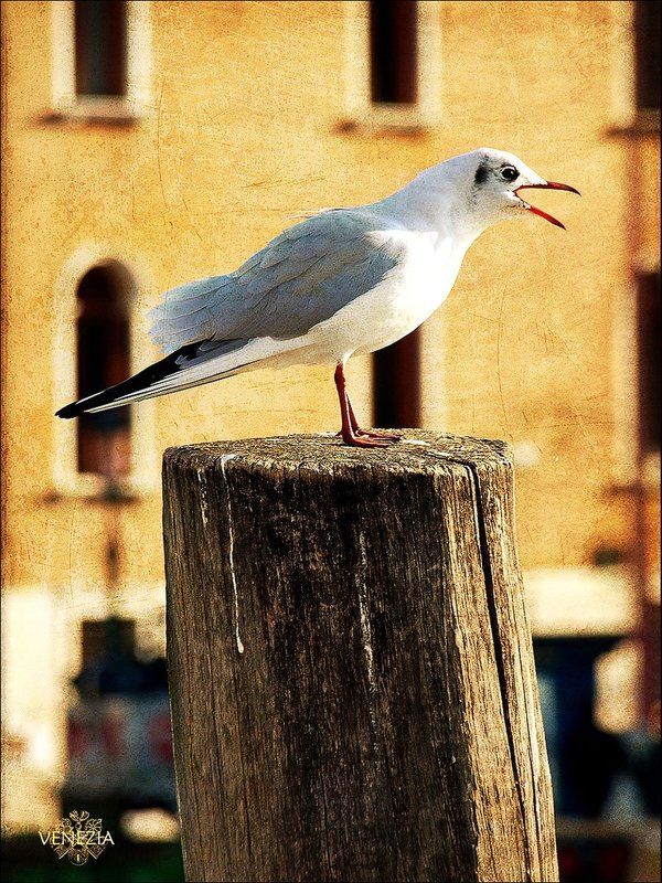 птичка,венеция,mistern пернатая венецианкаphoto preview