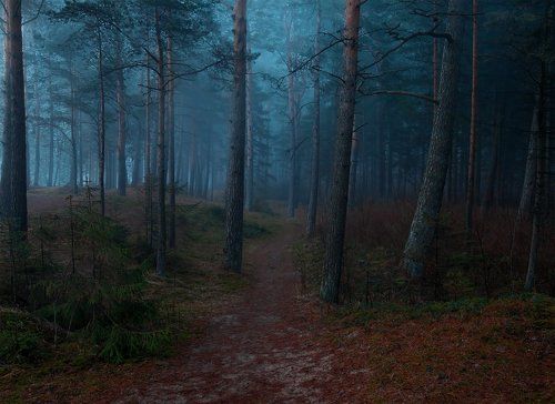 В темно-синем лесу