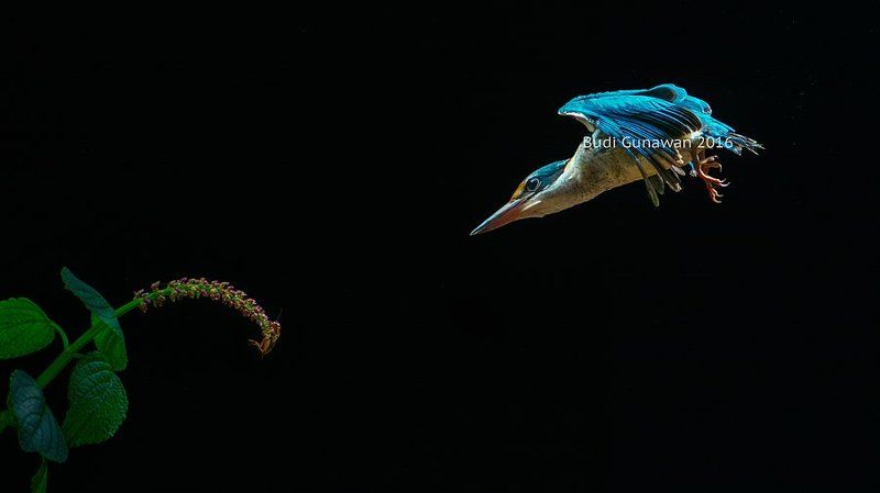 kingfisher, bird, collared-kingfisher, animal,  bulletphoto preview