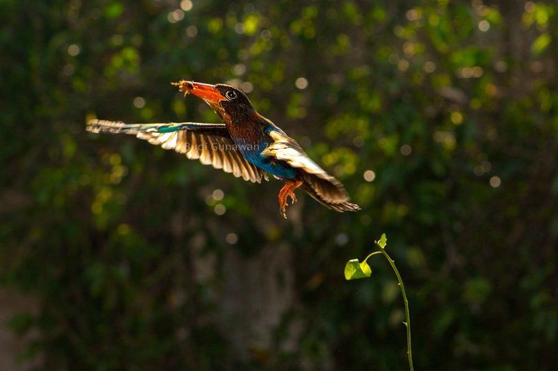 javan kingfisher, kingfisher, kingfisher hunting javan kingfisherphoto preview