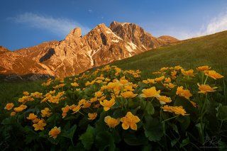 Blooming Dolomites