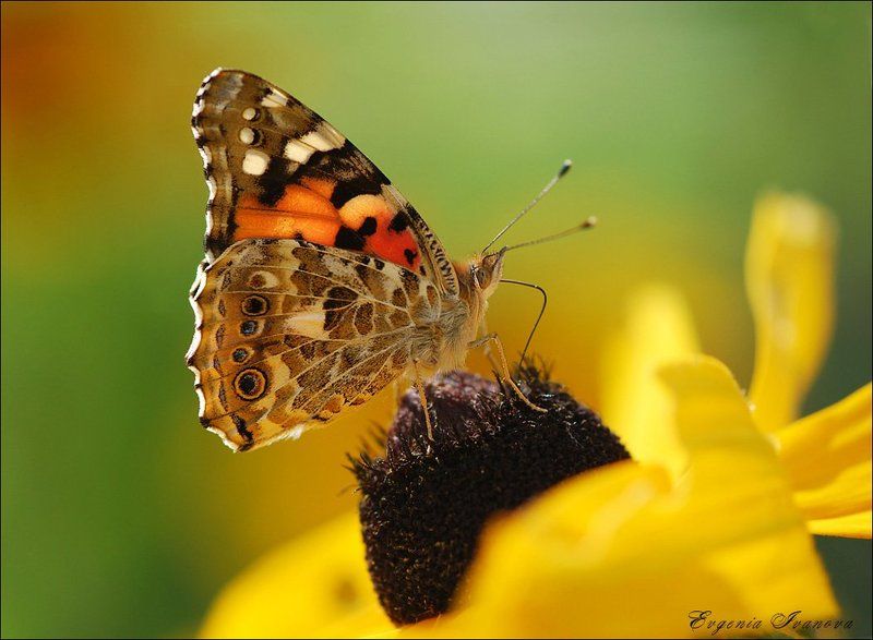 бабочка ,лето,солнце,цветы ...photo preview