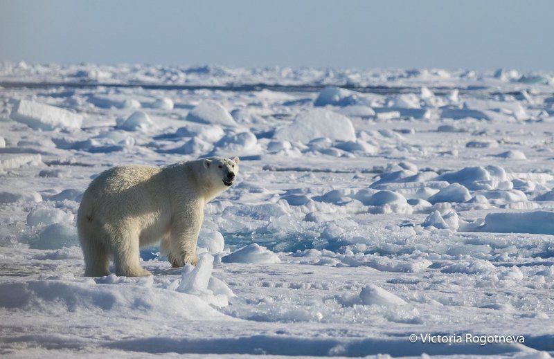 Арктика, Белый Медведь, Лед, Шпицберген Хозяин Арктикиphoto preview